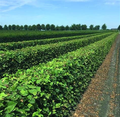 Carpinus betulus European Hornbeam Hedges | InstantHedge