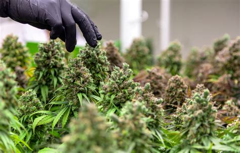 Top 5 Cannabis Harvesting Tips - LUX LEAF Diagnostics