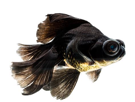 Black Moor Goldfish Care, Information, & Pictures - Build Your Aquarium