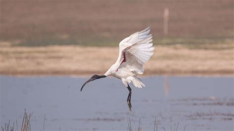 Birds of Nepal