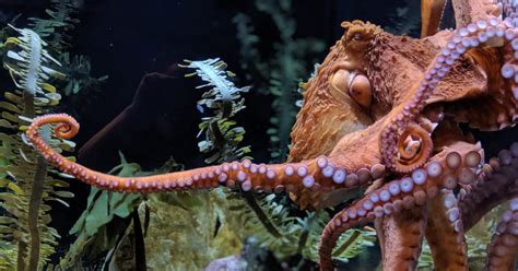 9 Giant Pacific Octopus Facts That Will Blow Your Mind - OctoNation ...