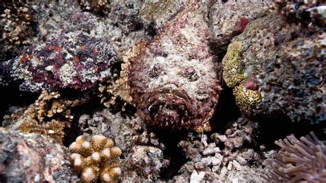 Stonefish: A fierce warrior under the sea - CGTN