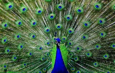 Male Peacock Feathers May Have Lost Their Sexy | WIRED