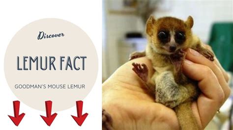 Goodman's Mouse Lemur: Microcebus Lehilahytsara | Lemur Faction