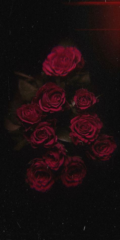 Red Rose | AirBrush App | Aesthetic Wallpaper