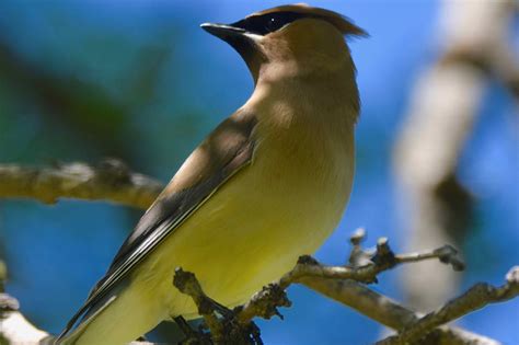 Cedar Waxwing