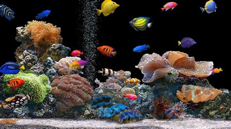 1920x1080 Resolution fish, underwater, colorful 1080P Laptop Full HD ...