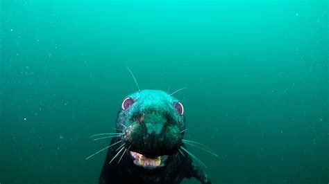 Farne Islands 2016 Diving with the Seals - YouTube