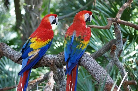 macaw, red, parrot, bird, colorful, big, beak, large, wildlife, scarlet ...