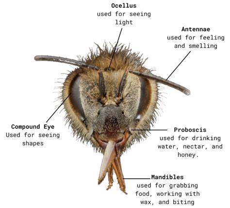 Honey Bee Anatomy – Honey Bee Research Centre