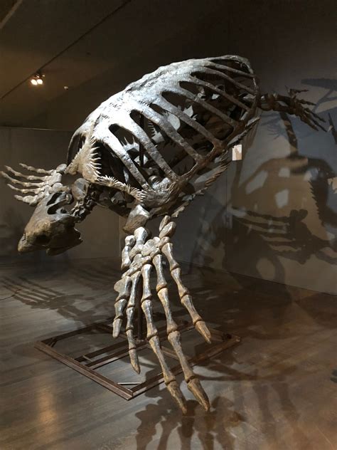 Archelon ischyros | Savage Ancient Seas Exhibit | Museum at PrairieFire ...