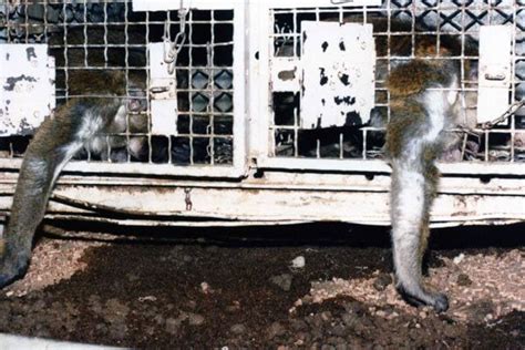 The Silver Spring Monkeys: The Case That Launched PETA | PETA