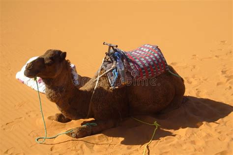 Camel in Sahara Desert stock photo. Image of sahara, holiday - 4741240