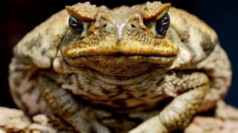 Eating cane toads a win-win solution for all, says academic - ABC News