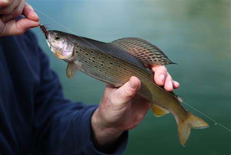 Arctic Grayling: Fishing Tips For A Great Catch - Fishing Tips