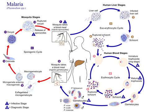 Plasmodium vivax and Malaria: Microbe and Disease Facts - Owlcation