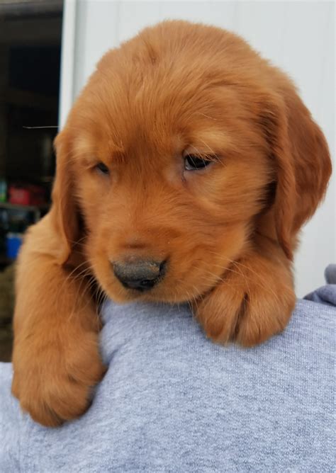 Golden Retriever Puppies For Sale | Waynesfield, OH #270542