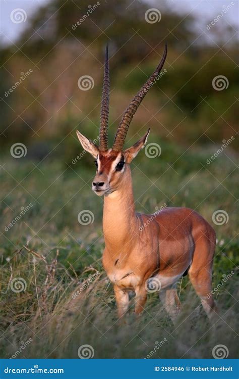 Grant s Gazelle stock photo. Image of kenya, gazelle, horns - 2584946