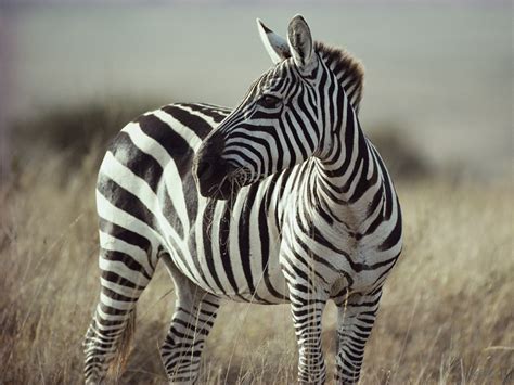 Why Zebras Got Their Stripes – National Geographic Education Blog