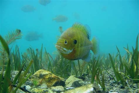 What Do Bluegill Eat: Best Diet to Follow & Facts - Grower Today