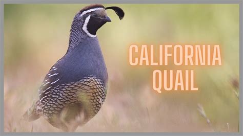 California quail call & sound! - YouTube