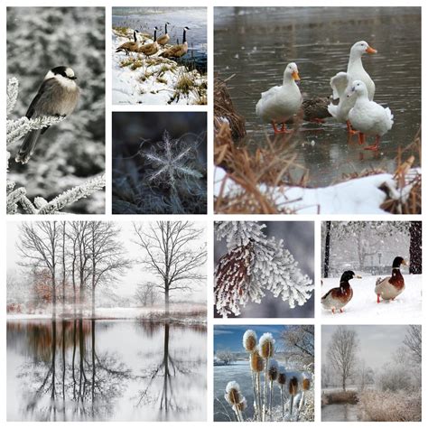 Frozen pond | Frozen pond, Country life, Village life