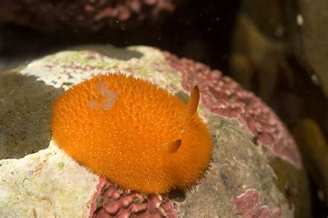 51 Sea Slugs That Prove Aliens Already Live On Planet Earth | Bored Panda