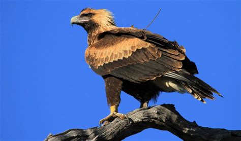 Tasmanian wedge-tailed eagles are real homebodies, study finds ...