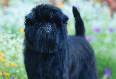 Affenpinscher Dog Breed Info, Pictures, Facts, & Traits – Dogster