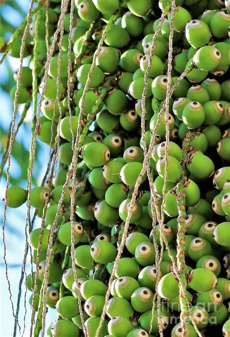 Palm Tree Seed Pods Photograph by Diann Fisher | Pixels