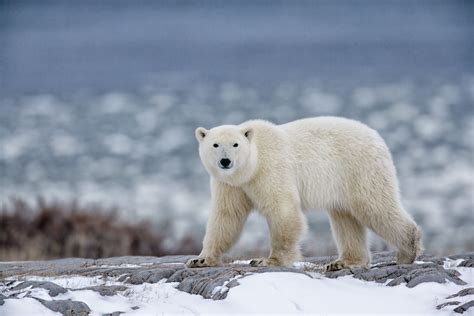 Polar Bear Facts: Behavior, Diet, Habitat, and More