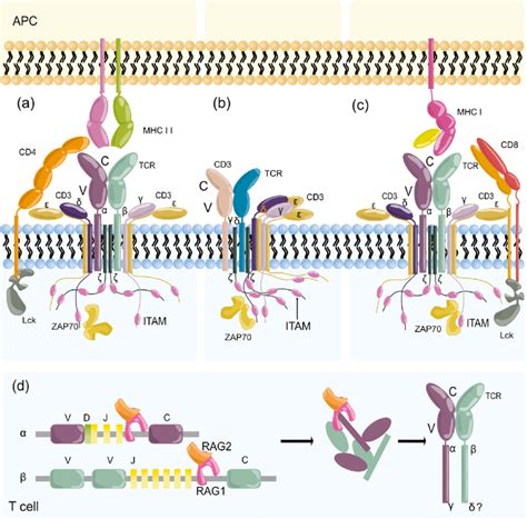 Structure of the TCR complex. The TCR complex is composed of two TCR ...