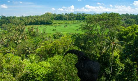 Bambu Indah till Arma och Ubud - Bali, Ubud - LimeWave