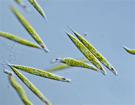 Euglena Protozoa, Light Micrograph Photograph by Gerd Guenther