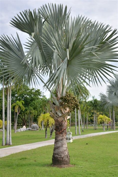 a palm tree in the middle of a park with lots of green grass and trees