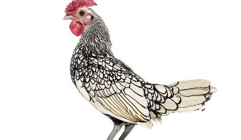 Bantam Chicken Breeds - Farmhouse Guide