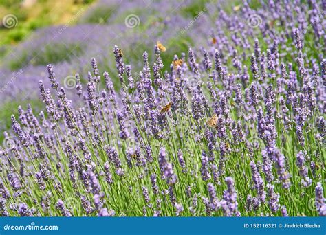 Lavender Fields on Hvar, Croatia Stock Image - Image of close, colour ...