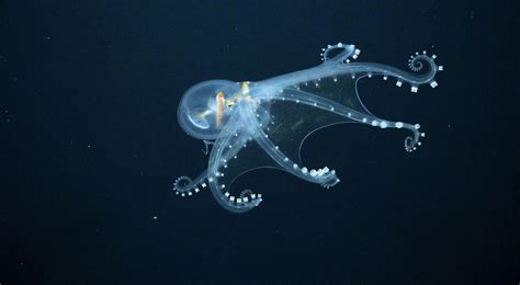 A Rare Sighting of a Glass Octopus Reveals its Nearly Transparent ...