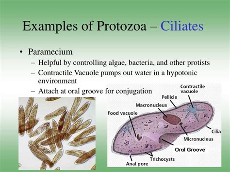 PPT - Introduction to Kingdom Protista PowerPoint Presentation - ID:6908022