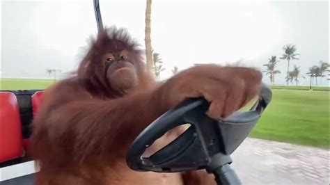 Orangutan crashes golf cart x2, graduates driving school (Orangutan ...