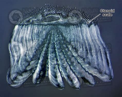 Ctenoid scale - Scales - Fishes - Integumentary system - Comparative ...