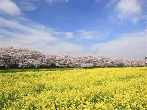 Cherry Blossom Yellow Wallpapers - Top Free Cherry Blossom Yellow ...