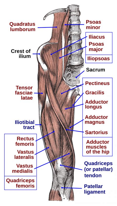 Iliopsoas Pain ⋆ Santa Barbara Deep Tissue - Riktr PRO Massage, Nicola, LMT