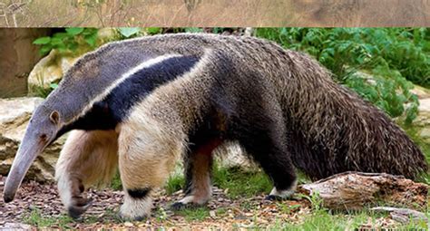 Giant Anteater Facts