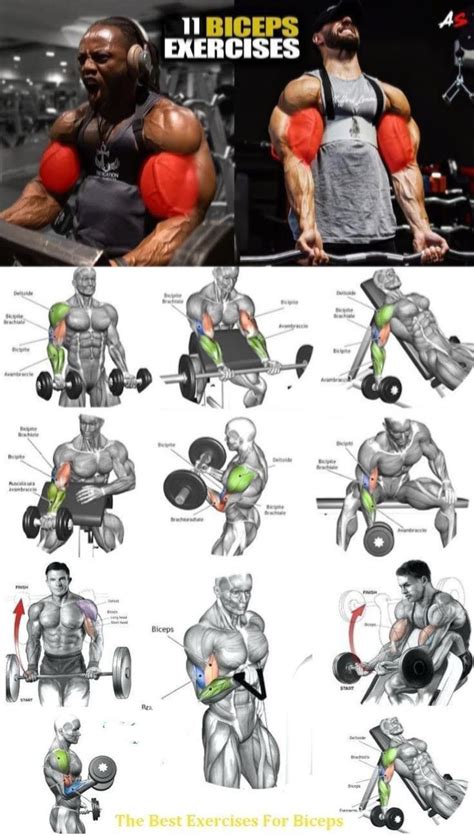 Bicep Workouts Chart