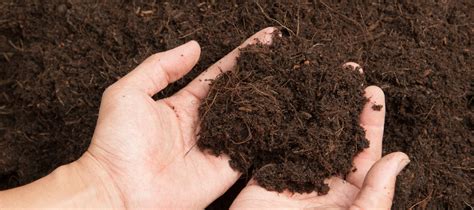 How to create healthy soil for gardening - The Diggers Club