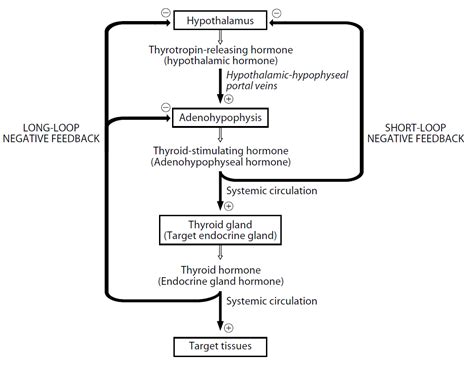 Hormones of the adenohypophysis - Biology Ease