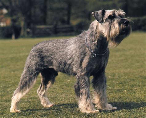 Schnauzer | Miniature, Standard, Giant, Care and Upkeep, & Temperament ...