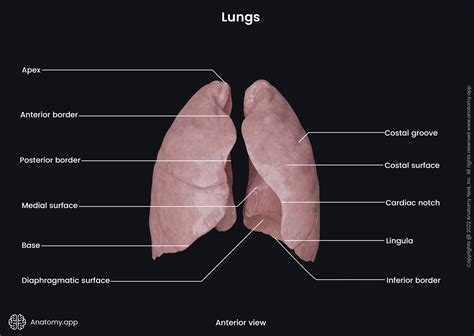 Lungs | Encyclopedia | Anatomy.app | Learn anatomy | 3D models ...