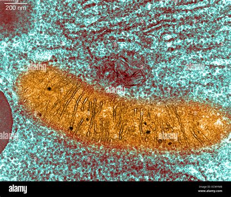 Transmission electron microscope showing mitochondria Stock Photo - Alamy